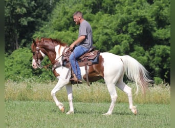 Spotted Saddle Horse, Wałach, 6 lat, 147 cm, Tobiano wszelkich maści