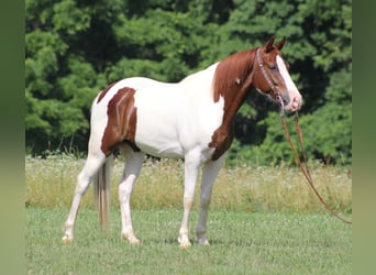 Spotted Saddle Horse, Wałach, 6 lat, 147 cm, Tobiano wszelkich maści