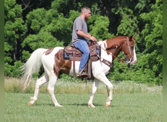 Spotted Saddle Horse, Wałach, 6 lat, 147 cm, Tobiano wszelkich maści