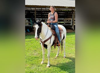 Spotted Saddle Horse, Wałach, 7 lat, 152 cm, Tobiano wszelkich maści