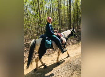 Spotted Saddle Horse, Wałach, 7 lat, 152 cm, Tobiano wszelkich maści