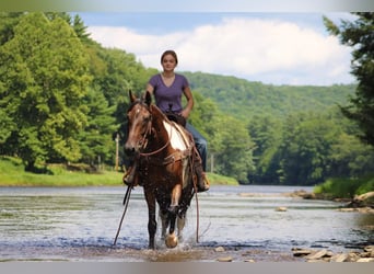 Spotted Saddle Horse, Wałach, 7 lat