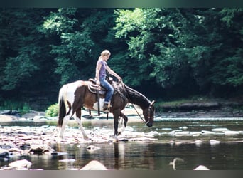Spotted Saddle Horse, Wałach, 7 lat