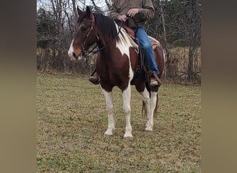 Spotted Saddle Horse, Wałach, 8 lat, 152 cm, Gniada