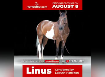 Spotted Saddle Horse, Wałach, 8 lat