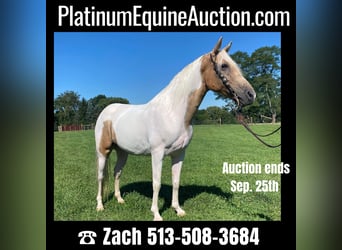 Spotted Saddle Horse, Wałach, 9 lat, 142 cm, Tobiano wszelkich maści