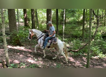 Spotted Saddle Horse, Wałach, 9 lat, 142 cm, Tobiano wszelkich maści