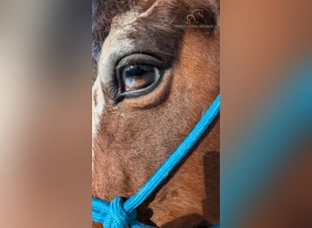 Spotted Saddle Horse, Wałach, 9 lat, 142 cm, Tobiano wszelkich maści