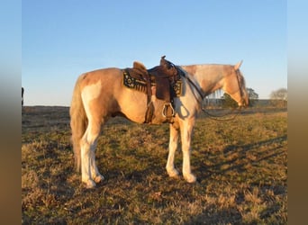 Spotted Saddle Horse, Wałach, 9 lat
