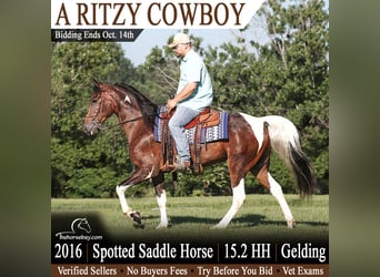 Spotted Saddle Horse, Wallach, 10 Jahre, 157 cm, Rotbrauner