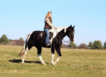 Spotted Saddle Horse, Wallach, 11 Jahre, 157 cm