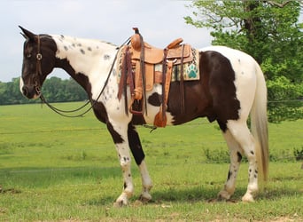 Spotted Saddle Horse, Wallach, 11 Jahre, 165 cm, Tobiano-alle-Farben
