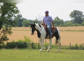 Spotted Saddle Horse, Wallach, 11 Jahre
