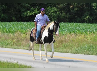 Spotted Saddle Horse, Wallach, 11 Jahre