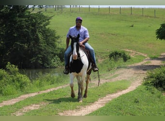Spotted Saddle Horse, Wallach, 11 Jahre