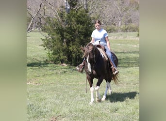 Spotted Saddle Horse, Wallach, 12 Jahre, 152 cm, Schecke
