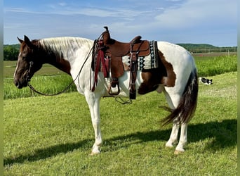 Spotted Saddle Horse, Wallach, 13 Jahre, 157 cm, Rotfuchs
