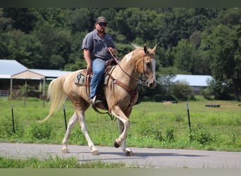 Spotted Saddle Horse, Wallach, 13 Jahre, 157 cm, Schecke