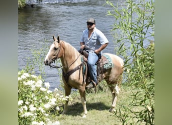 Spotted Saddle Horse, Wallach, 13 Jahre, 157 cm, Schecke