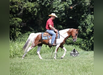 Spotted Saddle Horse, Wallach, 5 Jahre, 155 cm, Tobiano-alle-Farben
