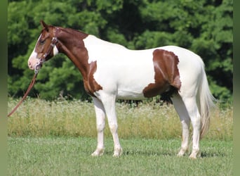 Spotted Saddle Horse, Wallach, 6 Jahre, 147 cm, Tobiano-alle-Farben