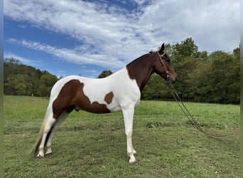 Spotted Saddle Horse, Wallach, 7 Jahre, 152 cm, Tobiano-alle-Farben