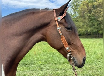 Spotted Saddle Horse, Wallach, 7 Jahre, 152 cm, Tobiano-alle-Farben
