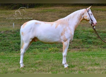 Spotted Saddle Horse, Wallach, 8 Jahre, 152 cm, Palomino