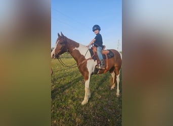 Spotted Saddle Horse Mix, Wallach, 8 Jahre, 152 cm, Schecke