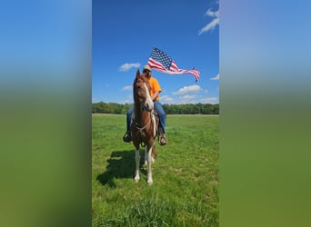 Spotted Saddle Horse Mix, Wallach, 8 Jahre, 152 cm, Schecke