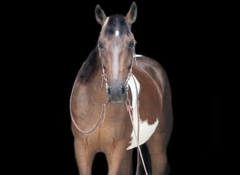 Spotted Saddle Horse, Wallach, 8 Jahre