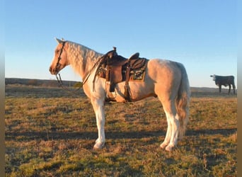 Spotted Saddle Horse, Wallach, 9 Jahre