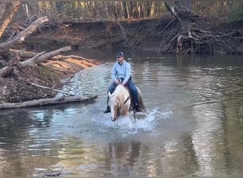Spotted Saddle Horse, Wallach, 9 Jahre