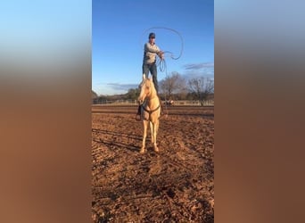 Spotted Saddle Horse, Wallach, 9 Jahre
