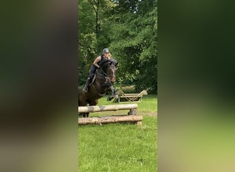 Springpferd langfristig zur Verfügung 