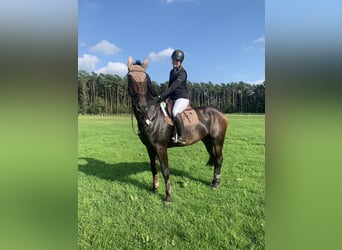 Springpferd langfristig zur Verfügung 