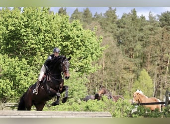 Springpferd langfristig zur Verfügung 
