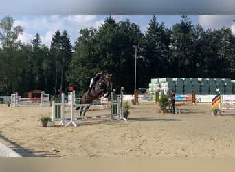 Springpferd langfristig zur Verfügung 