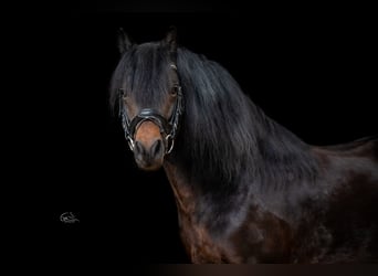 Dartmoor, Stallion, 10 years, 12.1 hh, Smoky-Black