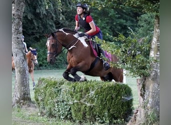 Curly horse, Ogier, 15 lat, 148 cm, Tobiano wszelkich maści