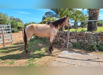 Standardbred américain, Jument, 10 Ans, 159 cm, Buckskin