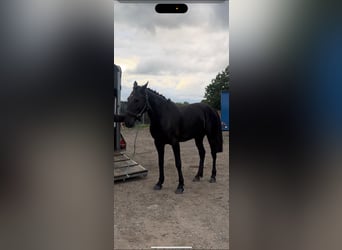 Standardbred américain, Jument, 6 Ans, 163 cm, Bai