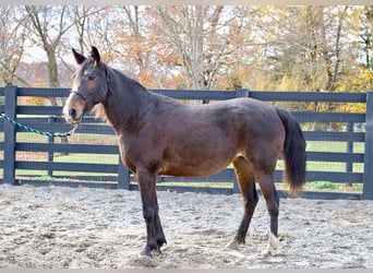 Standardbred américain, Jument, 8 Ans, Bai cerise