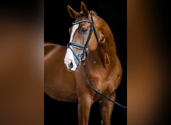 Hanoverian, Stallion, 18 years, 16.2 hh, Chestnut-Red