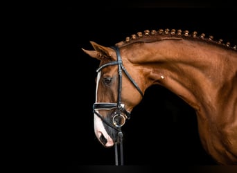Hanoverian, Stallion, 18 years, 16.2 hh, Chestnut-Red