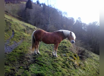 Haflinger / Avelignese, Stallone, 21 Anni, 146 cm, Sauro