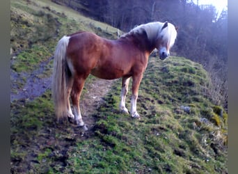 Haflinger / Avelignese, Stallone, 21 Anni, 146 cm, Sauro