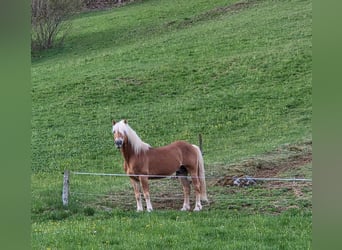 Haflinger / Avelignese, Stallone, 21 Anni, 146 cm, Sauro