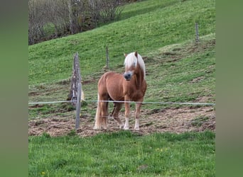 Haflinger / Avelignese, Stallone, 21 Anni, 146 cm, Sauro