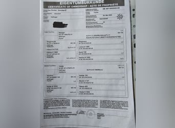 Haflinger / Avelignese, Stallone, 21 Anni, 146 cm, Sauro